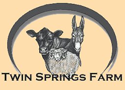 Twin Springs Farm - Black Angus Cattle, spinning fleece, cows, calves, cattle, Shetland Sheep, ewes, sheep, Mammoth Jackstock, mules, donkeys, rams
