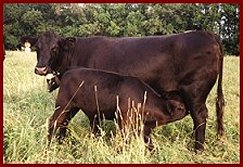 Twin Springs Farm -Black Angus Cattle